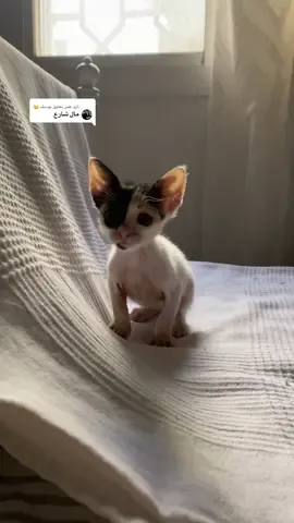 الرد على @يوسف 🙂 الا عيالي عاد 🤨🤨