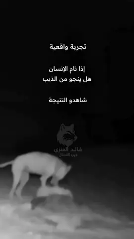 ذيب #ذيب #ذيابه #رصد #الحياة_البرية #عرعر 