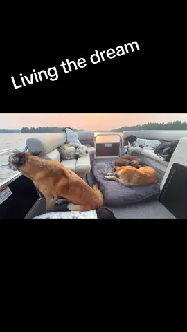 #latergator #dogs 