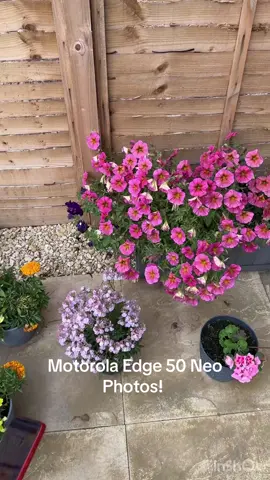 Motorola Edge 50 Neo photos! Thoughts?  #motorola #moto #techtok #2025 #photography @Motorola UK @Motorola US 