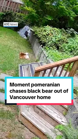 This is the moment Scout, a pomeranian, chased a black bear out of its Vancouver home.  This was captured on home security footage shared by homeowner Kayla Kleine on social media.  Ms Kleine said that the bear broke into her home and was eating her dog’s food before Scout discovered the intruder. 📲#rte #vancouver #dog #pomeranian #bear 