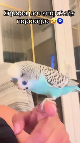 #fyp #parrot #talkingparrot #funnyanimals #blue 