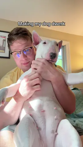 Or I call it bwerking (bull terrier twerking) #dwerk #dwerking #dogsoftiktok #comedy #maine 