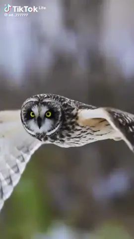 Видео🎥 с оригинального канала