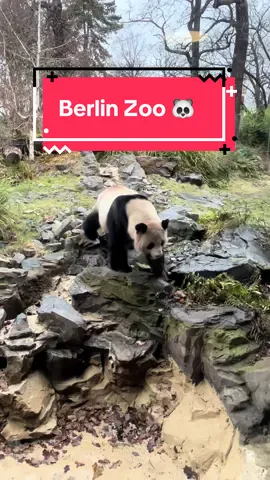 Berlin Zoo , Germany 🇩🇪 🐼 🦁 #berlinzoo #berlin #citybreak #germany #travelguide #travellife 