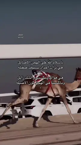 ياسلام اللّٰه على الهجن الاصايل هي تراث اجداد بسيوف صقيله #الهجن #الابل #قصايد #شعر   