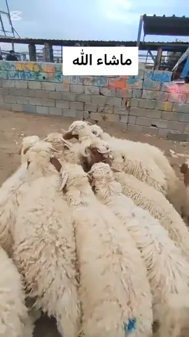 هاولير واحد عراق