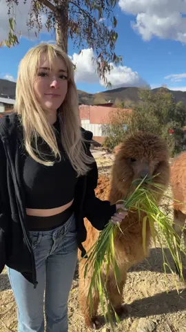 hard launch 🦙❤️