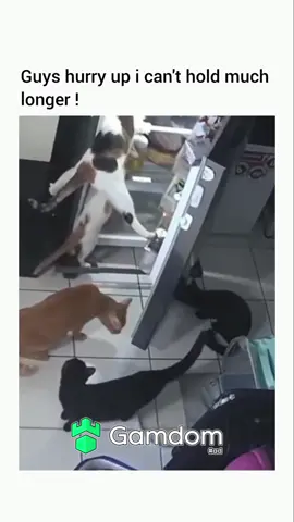 #fypシ #viral #trending #xyzbca #fyp #catsoftiktok #cat #cats 