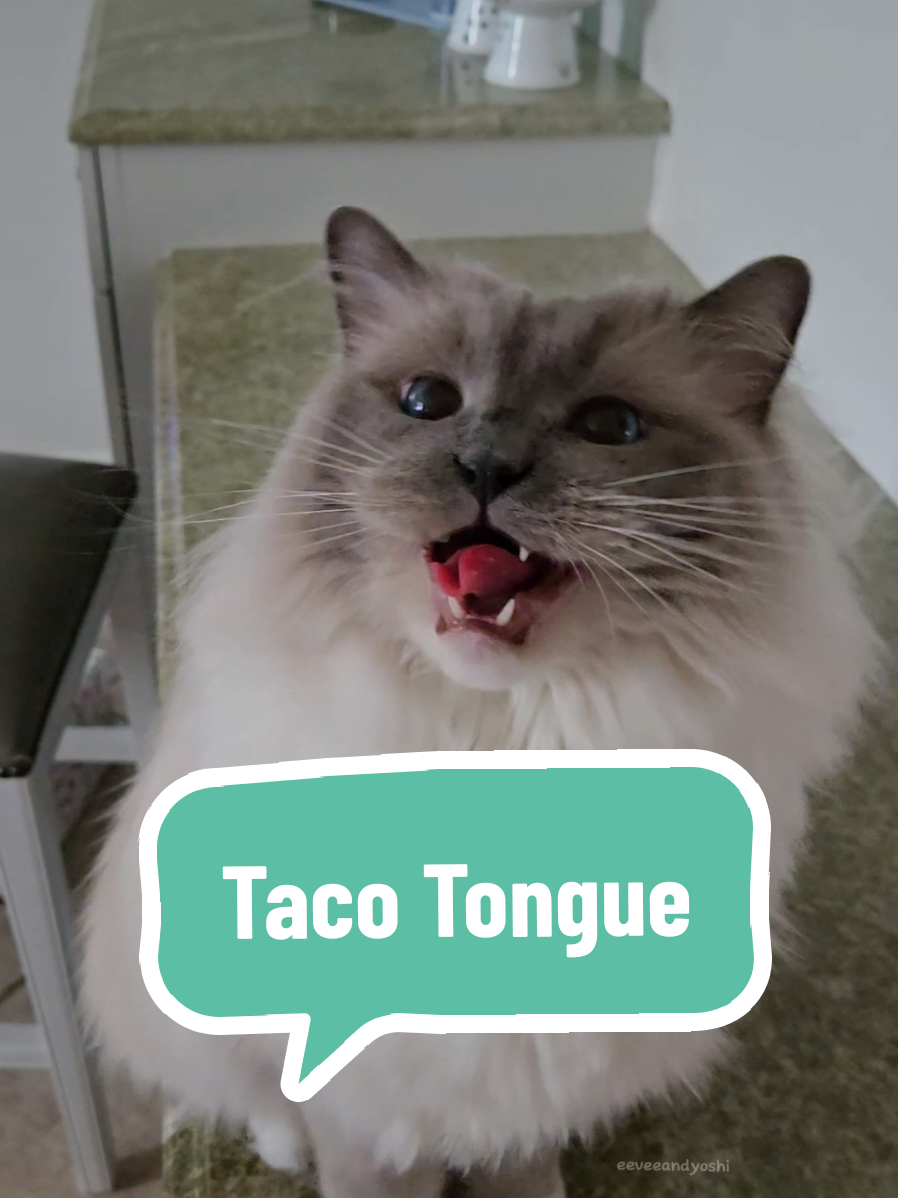 Mister Taco Tongue is always ready for play time 🥰 #meow #eeveeandyoshi