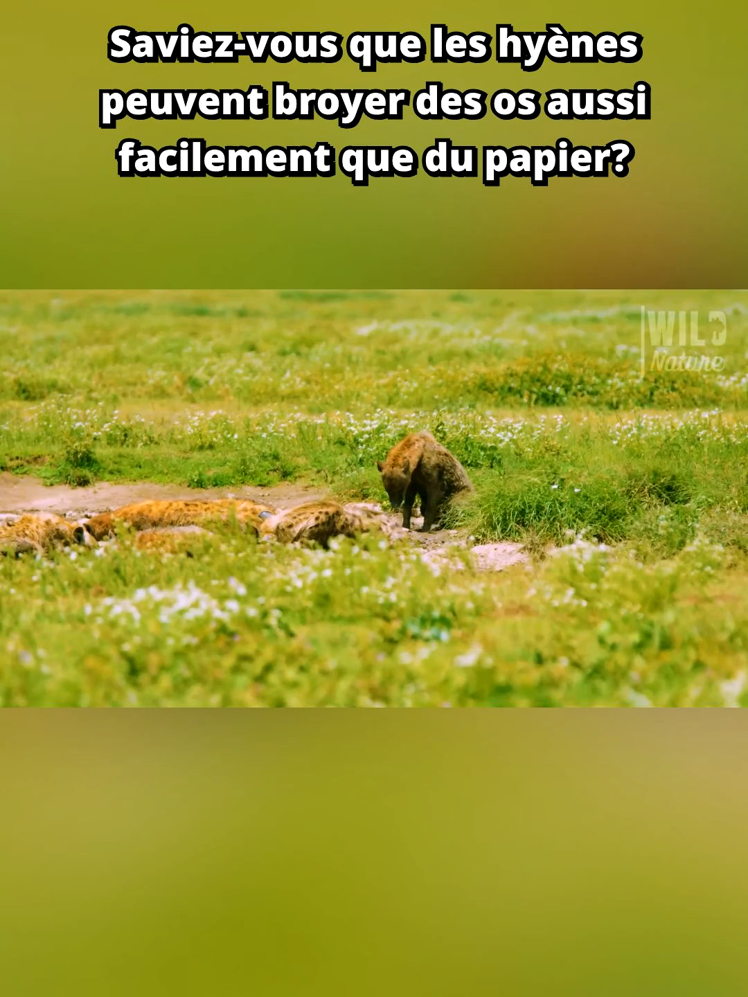 La force incroyable des mâchoires de hyène ! #hyène #sauvage #savane #nature #chasse #danger #survie