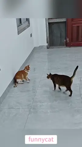 so funny!!!#cats #cutecats #foryou #funnytiktok #funnyvideos #usa #funnyanimals #fypシ #cute #funnycat #catlover #funnypets #viral #funny