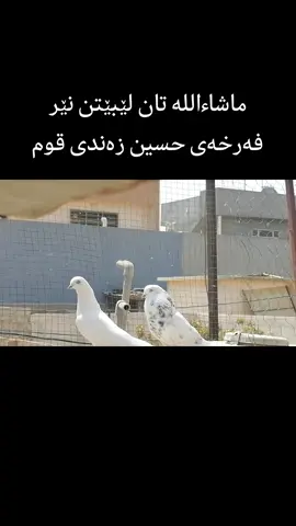 ماشاءاللە