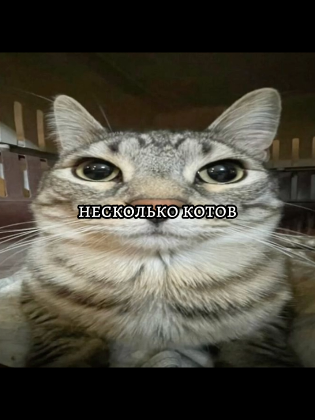 Это уже тренд какой-то... Рецепт пышных и мягких оладушек на кефире, которые многие любят еще с детства. Но не все знают, как правильно приготовить оладьи, потому что иногда они не поднимаются или получаются плоскими и вязкими внутри. Я вам расскажу несколько секретов приготовления идеальных оладий на завтрак. Продукты Кефир - 220 мл Яйца - 1 шт. Сахар - 60 г Сода - 0,5 ч. ложки Мука - 200 г Как приготовить пышные и мягкие оладьи на завтрак: Первым делом отдельно взбиваем яйцо. Добавляем сахар и вмешиваем миксером (не обязательно растворять сахар). на праздничный стол  Пышные и мягкие оладьи на кефире - шаг №2 Добавляем кефир и перемешиваем. Вводим такое количество муки, сколько указано в рецепте. Перемешиваем. Если тесто получилось чуть гуще сметаны и очень медленно стекает с ложки, то больше добавлять муки не нужно. (Если вы добавите сильно много муки, то оладушки хорошо поднимутся и будут очень вкусными. Но, когда они остынут, станут твердыми. В том случае, если добавите муки меньше, чем нужно, оладьи плохо поднимутся.)  Пышные и мягкие оладьи на кефире - шаг №3 Вводим негашеную соду и перемешиваем.  Пышные и мягкие оладьи на кефире - шаг №4 В разогретое масло чайной ложкой выкладываем тесто и обжариваем на медленном огне с обеих сторон до румяной корочки.  Пышные и мягкие оладьи на кефире - шаг №5 Оладьи на кефире готовы. По желанию поливаем их медом, вареньем или сметаной. Приятного аппетита! #залети #каждойночью #рек #CapCut 