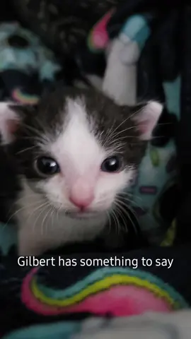 Gilbert would like to speak to you for a moment.  .. .. #meow #kitten  #cat #catlover #kitty #kittycat #adorable #babycat 