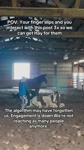 How much we got from the views for the our sanctuary from 2 videos that have around 100k views? #HorseRescue #HorseShelter #HorsePtus #HorseStory #EndAnimalcruelthes #EndAnimalAbuse #ADOPTED #BigLick #DynamicDuo 