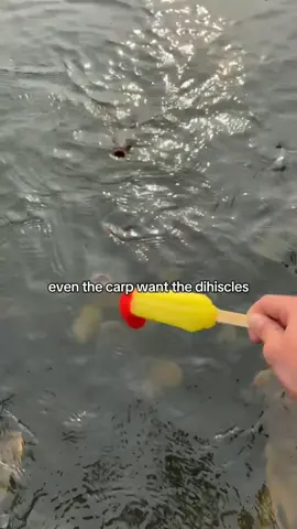 #dihiscles #carp #funny #dih #popcicle #fyp #foryoupage