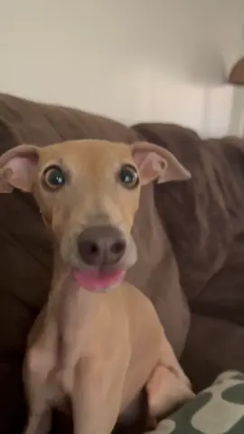 Some #cronches to enhance your evening 🙂‍↕️ #italiangreyhound #dogsoftiktok #PetsOfTikTok #dogs #fyp 