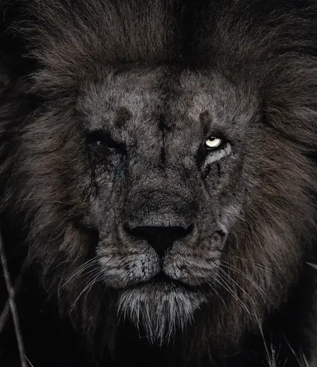 Shara Bullet💀🔥#UFC #mma ##champion #motivation #discipline #fight #octagonfighters #fyp #champion #foryou 