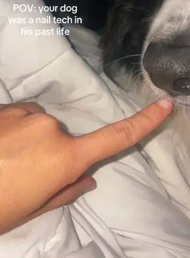 Good helper #dogsoftiktok #funnydogs #foru #fyp 