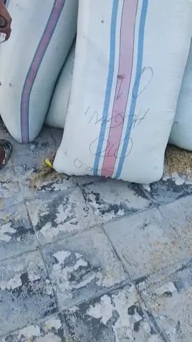 bongkar lapagan  bosqu...  pb.pelita raya trans