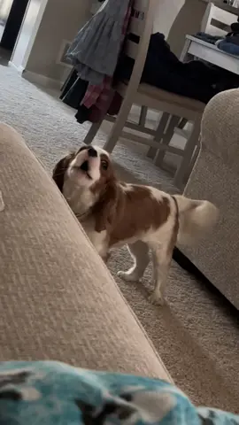 Honey warming up the octaves! #singingdog #kingcharlescavalierspaniel #howlingdog #dogsoftiktok 