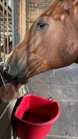 New salt block is the best! #horsesoftiktok #thoroughbred #yearlingfilly #horses #enrichment 