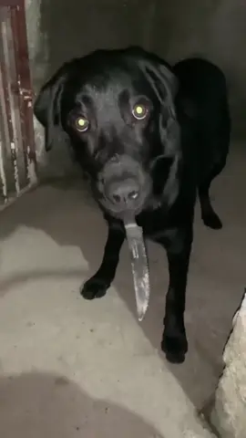 Oye traquido viejo!! #doblaje #perros 