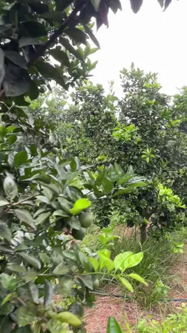 Tiếp tục phun thuốc phòng sâu bệnh cho cam v2 #camcanh🍊 #camv2 #nongnghiep #xuhuong #NôngdânGenZ👨‍🌾 