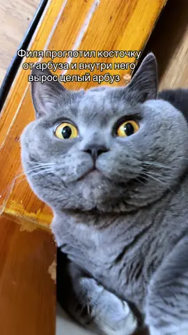 #кот #британецкот 