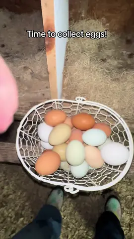 Let’s go collect some eggs real quick. I have been battling a bacterial infection so sorry for any coughing and sniffling.#homestead #egg #chickencoop #eggcollecting #homesteading #mississippi #chickens #farm 