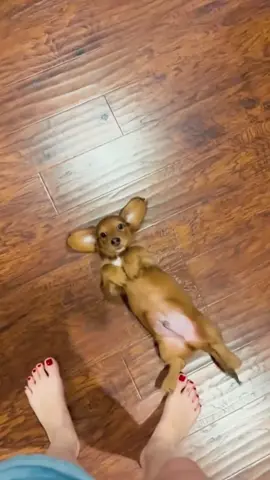 Funny dachshund#funny#funnyvideo #dog