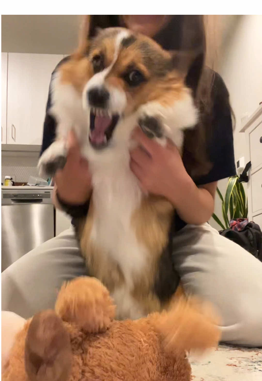 Mom made me do TOO MANY takes #corgi #dog #adoptdontshop #puppy #elephant