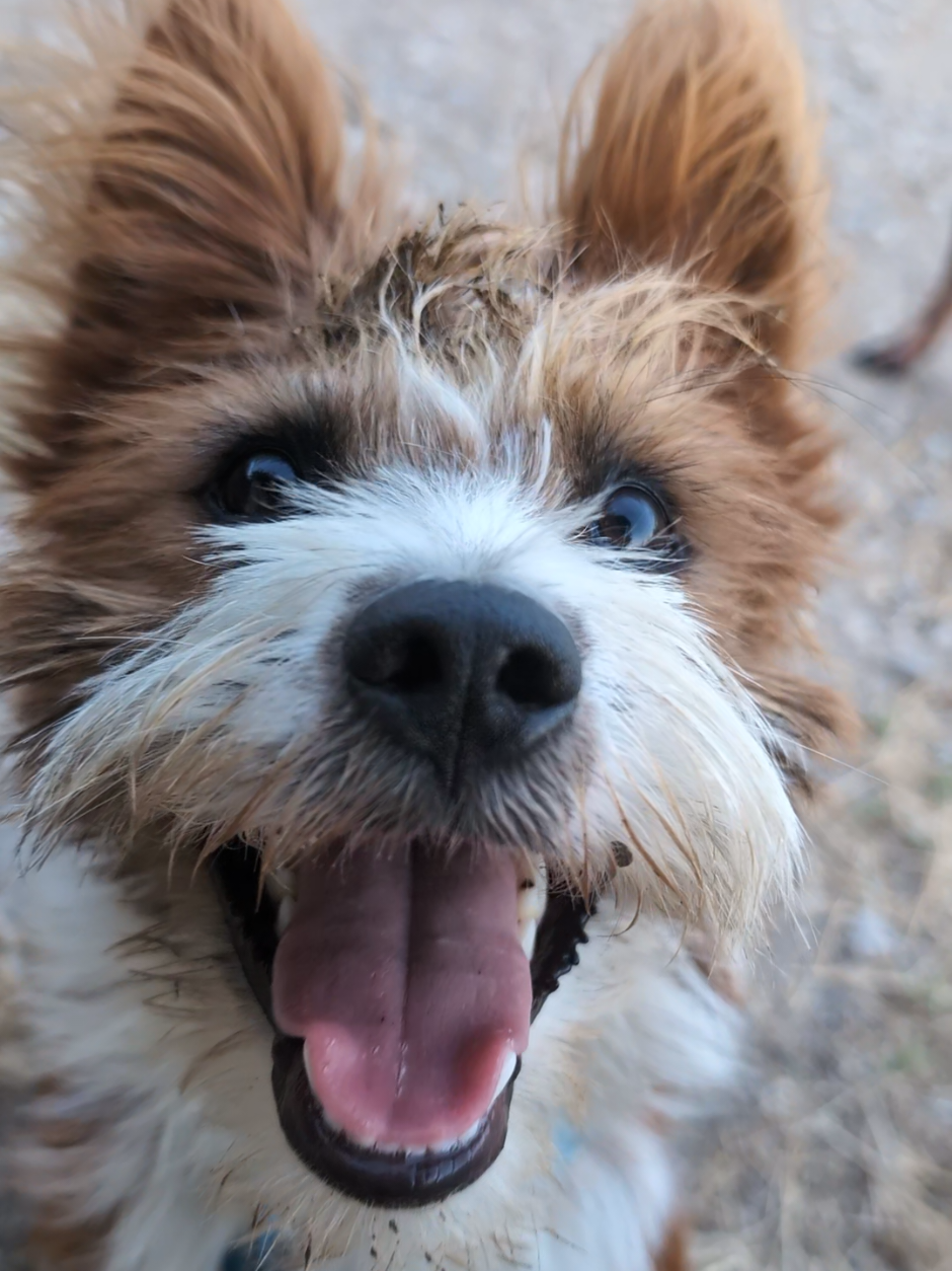 If naked guys aren't your thing, how about a bearded dude?  Ducky is a lovely, already neutered and vetted scruffy guy with a LOVELY disposition. Great with dogs, kids. He'd be PERFECT for a teen or college kid looking for a cool bestie. North Texas DFW region, but road trip could be possible.  Talk to @Boop if you want to hang out with Ducky.  #adoptabledog #texasdog #scruffydog 