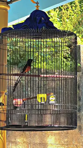 pesona muda hutan lampung #mudahhutan #muraibatumudahutan #muraibatumedan #muraibatulampung 