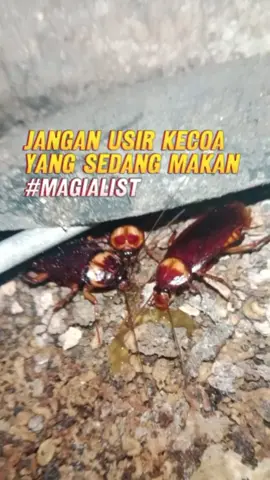 roachless racun kecoa membunuh sampai telur kecoa #kecoaterbang #kecoa 