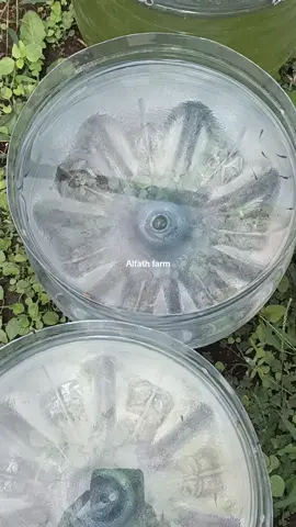 Burayak guppy 2 minggu #guppyfish #guppybreeder #guppylover #fyp #semuaorang 