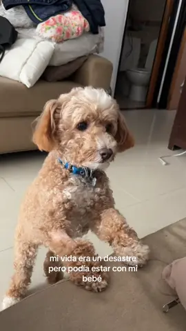 esos ojitos #bebe #perro 