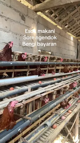 #peternakayam #petelur #munculberanda #4u #peternakmuda #foryou #pp 