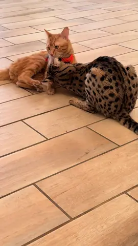 Скучно мальчикам  #fyp #cats #savannah #dickeykot #коты 