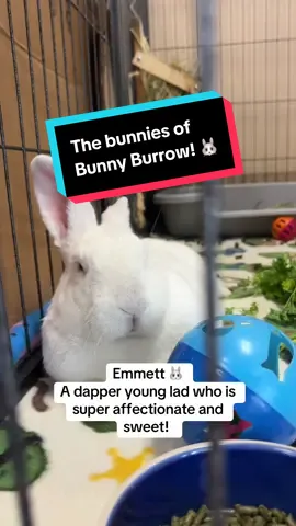 Meet some of the bunnies here at The Bunny Burrow Rabbit Rescue!  Emmett is a sweet boy who loves cuddles and all your attention.  Luka loves his food- but he will love you more!  Miss Bubbles 🫧 prioritizes her sleep always 💅🏻 A sweet, well rested girl!  #bunniesoftiktok #rabbitsoftiktok #rabbitrescue 