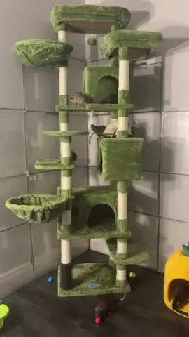 The girls are excited too!! Could watch them all day 🥰 #rat #rattok #fyp 