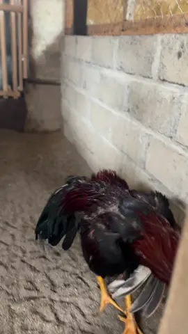 Lintang🥰##phanatkoy #koytrad🐔🏆🏆🏆 #pakhoybrakot🥁 #bangkokklasik 