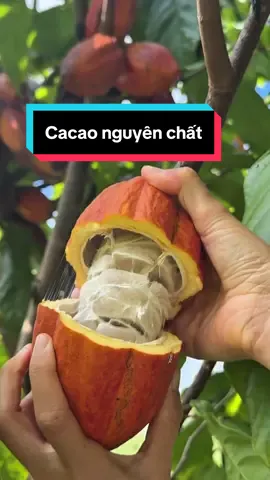 Cacao Việt Nam ngon và chât lượng giá rẻ hơn hàng nhập nhiều #cacao #botcacaonguyenchat #cacaonguyenchat 