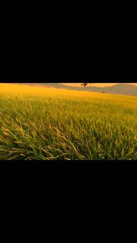 Hoàng hôn nắng cũng xế tà...!📸 #xuhuong #chillchill #tâmtrạng #cảnhđẹpmiềntây #miềntây 📸🌾