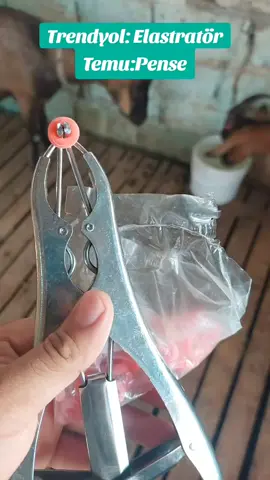 Elastratörün satış ünvanları. #alpinkeçisi #alpinegoat #keçisüdü #kecisudu 