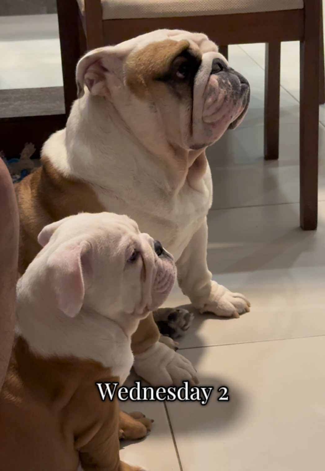 Miércoles de Wednesday 2 🤩 #merlina #netflix #series 