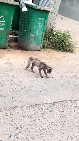 #poorcat #cat #catlover 