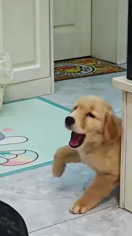 The dog pretends to be injured so dramatically.#dog #foryou #funny #foryoupage #pet #funnyvideos 