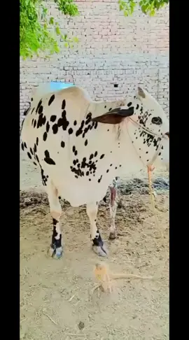 🤲🤲🤲🤲🤲🤲🤲🤲👌💯🌷🌹